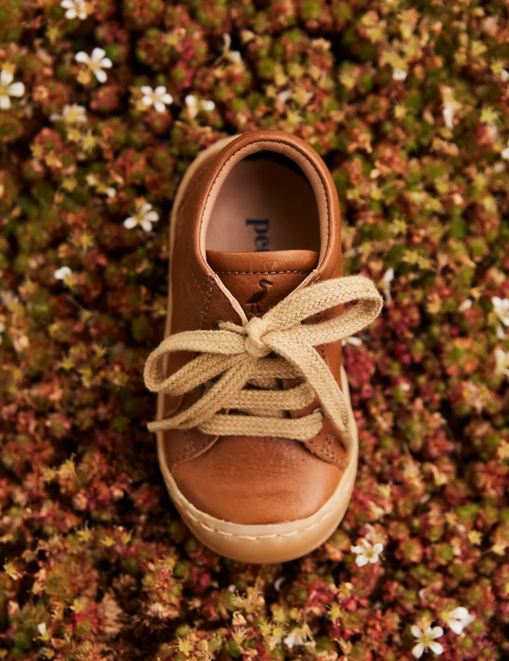 Everyday shoe Lace - Cognac